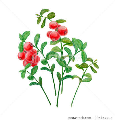 Wild red berries watercolor hand drawn botanical realistic illustration. Forest cranberry, cowberry branch isolated clip art. Great for printing on fabric, postcards, invitations, menus, prints 114167792