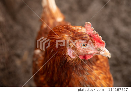 domestic chick hen head, eye, beak, comb, portrait of red chicken against backdrop of ground. free range chickens, close-up 114167827