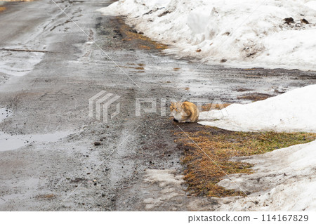 hungry homeless kitten cat sitting on rural road in winter. care and help homeless animals, abandoned pets. animal protection hungry homeless kitten cat sitting on rural road in winter. care and help homeless animals, abandoned pets. animal protection 114167829