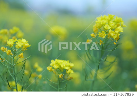 Rape blossoms blooming in the rape field 114167929