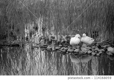 2 ducks, waterside 2 ducks, waterside 114168059