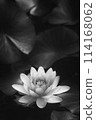 蓮花蓮花單色 114168062