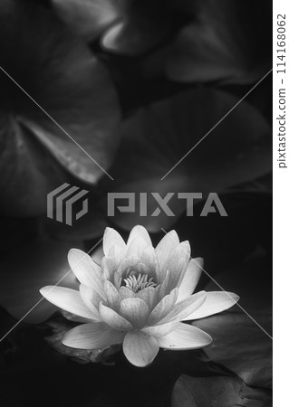 蓮花蓮花單色 蓮花蓮花單色 114168062