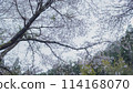 櫻花樹盛開 114168070