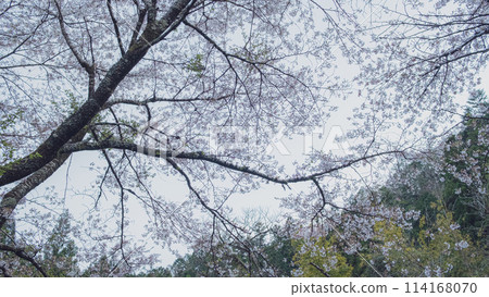 Cherry trees in full bloom Cherry trees in full bloom 114168070