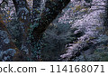 櫻花 櫻花樹 114168071