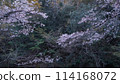 櫻桃樹分支 114168072