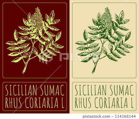 Vector drawing SICILIAN SUMAC. Hand drawn illustration. The Latin name is RHUS CORIARIA L 114168144