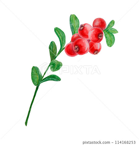 Wild red berries watercolor hand drawn botanical realistic illustration. Forest cranberry, cowberry branch isolated clip art. Great for printing on fabric, postcards, invitations, menus, prints Wild red berries watercolor hand drawn botanical realistic illustration. Forest cranberry, cowberry branch isolated clip art. Great for printing on fabric, postcards, invitations, menus, prints 114168253