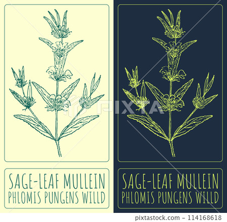 Vector drawing SAGE-LEAF MULLEIN. Hand drawn illustration. The Latin name is PHLOMIS PUNGENS WILLD 114168618
