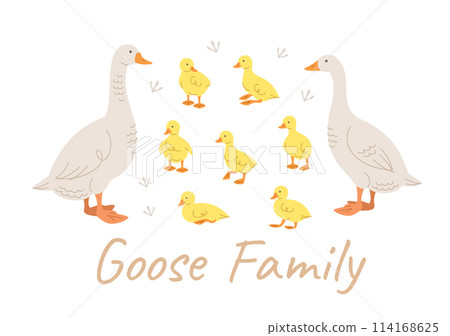 Cute doodle goose family members. Hand drawn linear male and female goose and adorable goslings in different poses, isolated on white. Stylized vector cartoon illustration. Domestic farm birds Cute doodle goose family members. Hand drawn linear male and female goose and adorable goslings in different poses, isolated on white. Stylized vector cartoon illustration. Domestic farm birds 114168625