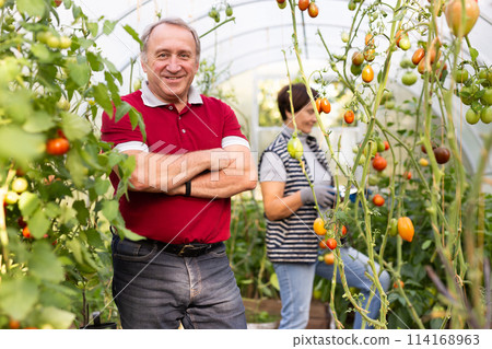 Portrait of satisfied man in front of greenhouse with ripe tomatoes Portrait of satisfied man in front of greenhouse with ripe tomatoes 114168963
