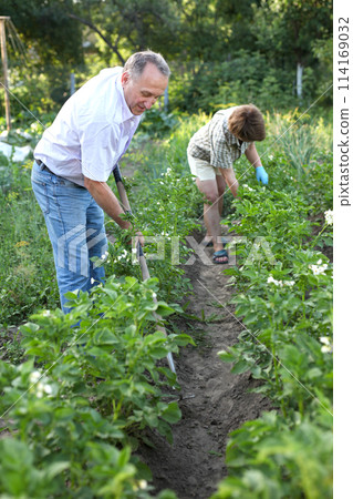 Elderly woman and man harrows potatoes in the garden 114169032