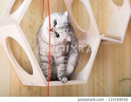 Cat interested with hanging beads on wooden wall shelf 114169036