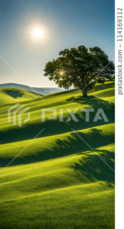 Bright sunlight over serene landscape, minimalistic scenery with single tree 114169112