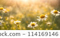 Sunny days warmth captured in a round blur embodying the essence of smooth summer 114169146