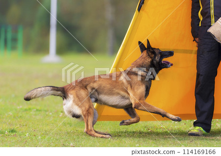 Belgian Shepherd Malinois performs an exercise to find a helper in a blind 114169166