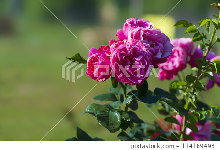 Closeup of Leonardo da Vinci Rose blossom on green background Closeup of Leonardo da Vinci Rose blossom on green background 114169493