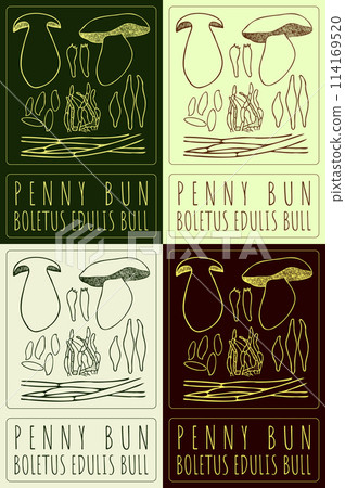 Set of vector drawing PENNY BUN in various colors. Hand drawn illustration. The Latin name is BOLETUS EDULIS BULL Set of vector drawing PENNY BUN in various colors. Hand drawn illustration. The Latin name is BOLETUS EDULIS BULL 114169520
