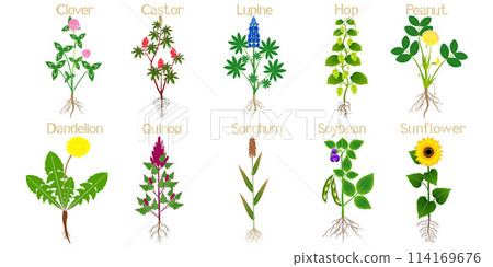 Set of agricultural plants with roots on white. 114169676