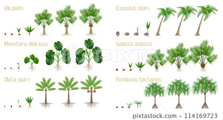 Set of growth cycles of palm trees on a white background. 114169723