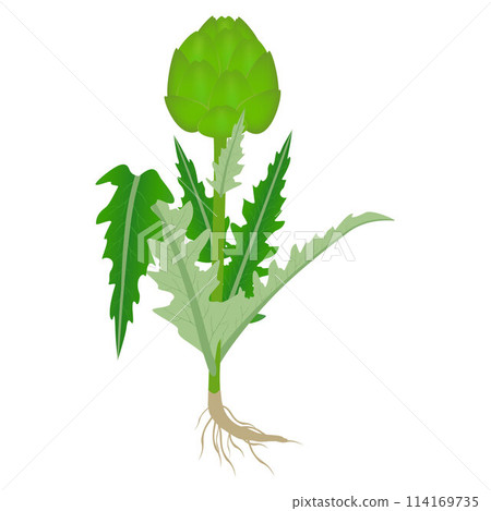 Artichoke plant with fruit and roots on a white background. Artichoke plant with fruit and roots on a white background. 114169735