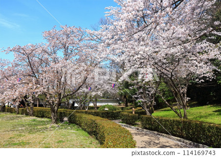 [香川縣]春天櫻花盛開的丸龜城（入口） 114169743