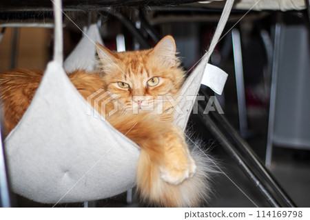 Fawn Felidae Cat lounges in white hammock, showcasing whiskers and tail 114169798