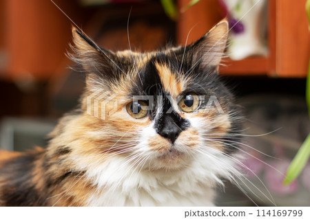 Calico cat lounging on a couch and staring at the camera 114169799