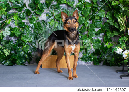 Old German Shepherd dog, a herding breed, standing in front of a wall of leaves Old German Shepherd dog, a herding breed, standing in front of a wall of leaves 114169807