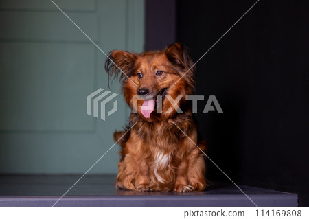 Livercolored terrier dog with its tongue hanging out standing on table Livercolored terrier dog with its tongue hanging out standing on table 114169808