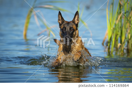 shepherd, dog, animal 114169864