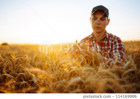 Wheat quality check. Farmer with ears of wheat at sunset in a wheat field. Harvesting. Agro business 114169906
