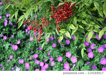 Berries and flowers 114169917