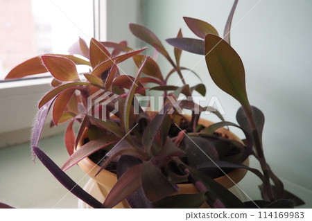 Tradescantia, genus of herbaceous perennial wildflowers inCommelinaceae. Inchplant, wandering jew, spiderwort, dayflower and trad. Tradescantia in pots are on the windowsill. Flowers in the interior Tradescantia, genus of herbaceous perennial wildflowers inCommelinaceae. Inchplant, wandering jew, spiderwort, dayflower and trad. Tradescantia in pots are on the windowsill. Flowers in the interior 114169983