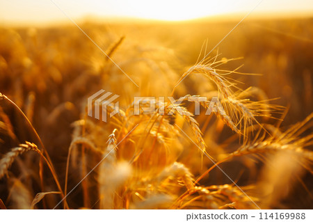 Golden spikelets of wheat in the field at sunset. Agricultural concept. Harvest nature growth. 114169988