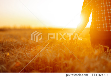 Amazing view with Man With His Back To The Viewer In A Field Of Wheat Touched By The Hand Of Spikes. Amazing view with Man With His Back To The Viewer In A Field Of Wheat Touched By The Hand Of Spikes. 114169995