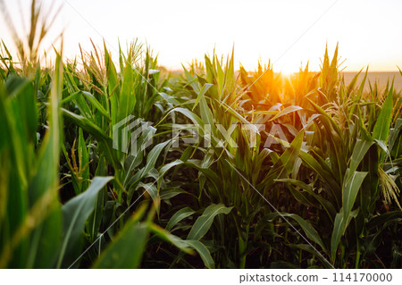 Young corn field at agriculture farm. Agriculture, organic gardening, planting or ecology concept. 114170000