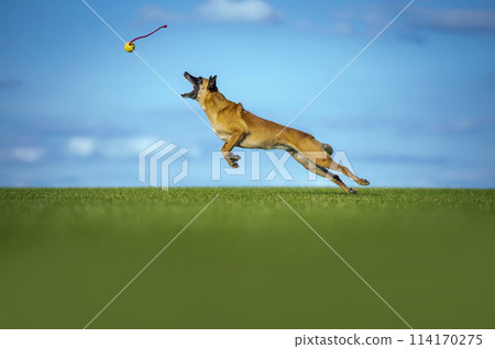 Incredible jumping of adult Belgian Malinois dog playing in the field with a ball on a rope 114170275