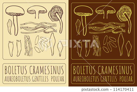 Vector drawing BOLETUS CRAMESINUS. Hand drawn illustration. The Latin name is AUREOBOLETUS GENTILIS POUZAR 114170411