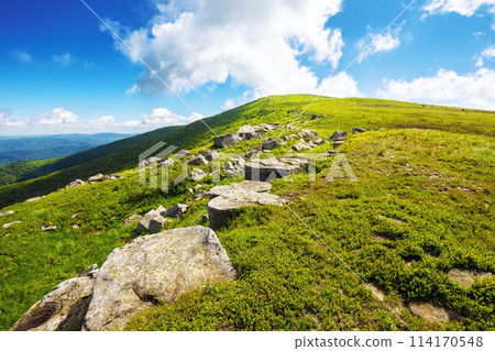 row of huge stones on the grassy hillside of smooth polonina also called runa. carpathian nature landscape of ukraine on a sunny day in summer 114170548