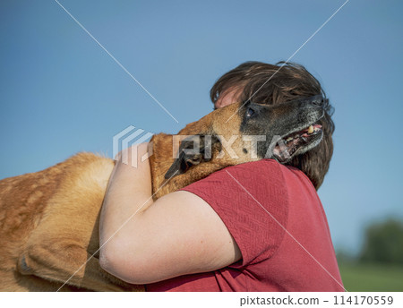 Adult woman hugging an elderly Belgian Malinois Shepherd dog Adult woman hugging an elderly Belgian Malinois Shepherd dog 114170559