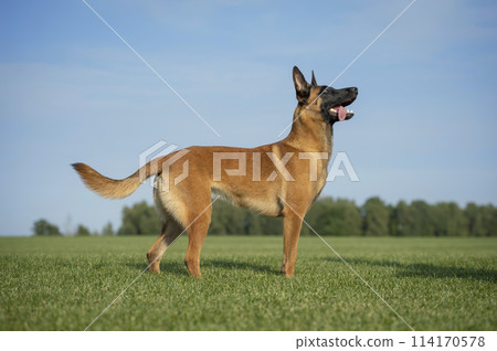 dog, animal, shepherd 114170578