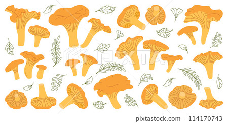 Chanterelle mushrooms set. Hand drawn trendy flat style. Doodle of autumn forest harvest. Chanterelle mushrooms set. Hand drawn trendy flat style. Doodle of autumn forest harvest. 114170743