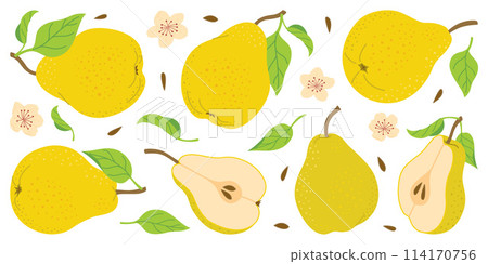 Ripe juicy pears. Hand drawn colorful pear set, with flowers and leaves. 114170756
