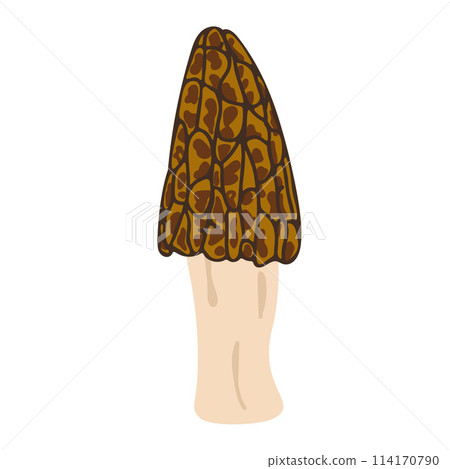 Morel mushrooms. Hand drawn trendy flat style. Vegetarian food 114170790