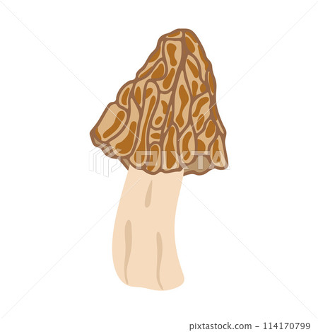 Morel mushrooms. Hand drawn trendy flat style. Vegetarian food Morel mushrooms. Hand drawn trendy flat style. Vegetarian food 114170799