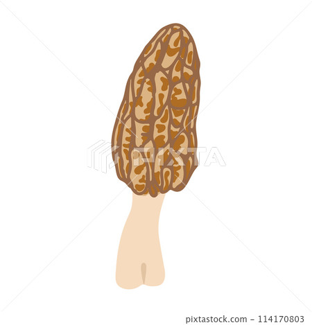 Morel mushrooms. Hand drawn trendy flat style. Vegetarian food Morel mushrooms. Hand drawn trendy flat style. Vegetarian food 114170803