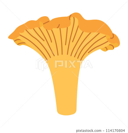 Chanterelle mushrooms. Hand drawn trendy flat style. Doodle of autumn forest harvest. Chanterelle mushrooms. Hand drawn trendy flat style. Doodle of autumn forest harvest. 114170804