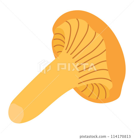 Chanterelle mushrooms. Hand drawn trendy flat style. Doodle of autumn forest harvest. Chanterelle mushrooms. Hand drawn trendy flat style. Doodle of autumn forest harvest. 114170813